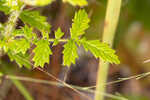 Incised agrimony